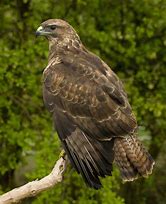 Image result for Buteo buteo