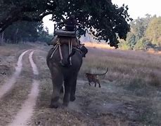 Image result for Tiger Attacking Elephant