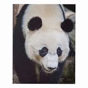 Image result for Giant Panda Wall Art