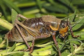 Image result for Cricket Looking Insect