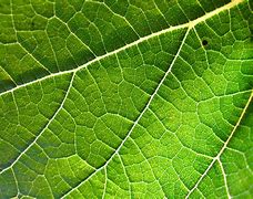 Image result for Grape Vine Leaf