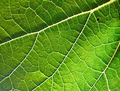 Image result for Grapevine Leaf