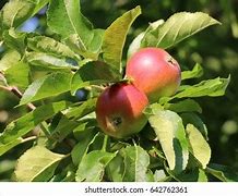 Image result for Discovery Apple