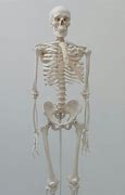 Image result for Full Size Human Skeleton Model