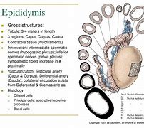 Image result for epididymis