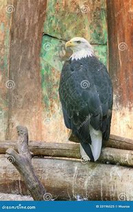 Image result for Bald Eagle Feathers Brown