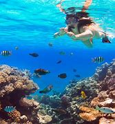 Image result for Hawaii Snorkeling