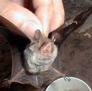 Image result for Vampire Bat