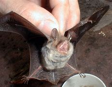 Image result for Bats Pisces