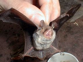 Image result for Victorian Bat