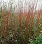 Image result for Salix purpurea Nana