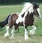Image result for Gypsy Vanner Colors