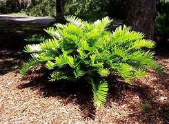 Image result for Zamia Seeds