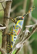 Image result for Cricket with Pointy Tail