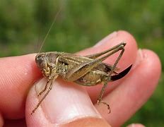 Image result for Cricket Mouth