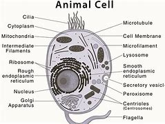 Image result for Small Animal Cell