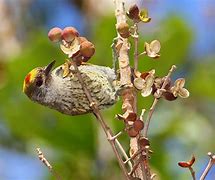 Image result for Nesoctites Picidae