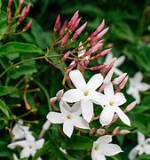 Image result for About Jasmine Flower