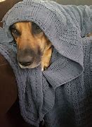 Image result for Cold Doggo