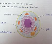 Image result for Komórka