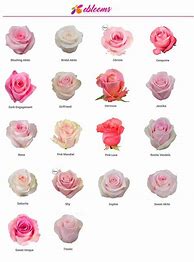 Image result for Pink Rose Names