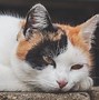 Image result for Cute Kitty Cat