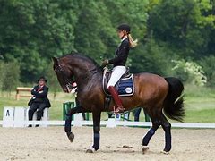 Image result for Lusitano Horse Dressage