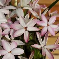 Image result for Rhodoxis Fairy Kisses