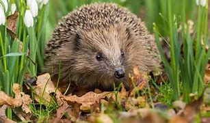 Image result for What Is a Hedgehog