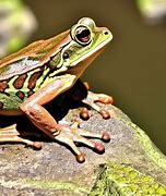 Image result for Human Frog
