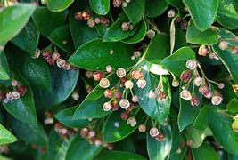 Image result for cotoneaster_lucidus