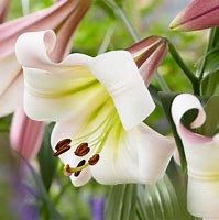 Image result for Lilium Eastern Moon