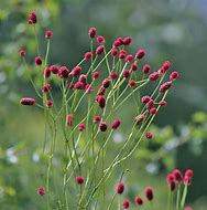 Image result for Sanguisorba officinalis Red Thunder