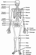 Image result for Kids Human Body Diagram Printable