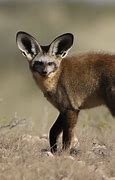 Image result for Bat-Eared Fox Facts for Kids