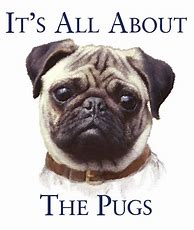 Image result for Funny Pug Sayings