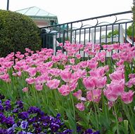 Image result for Tulipa Fancy Frills