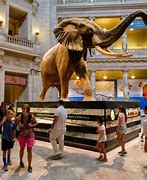 Image result for History Museum Attraction