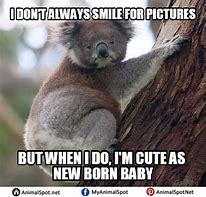 Image result for Wait What Meme Koala