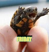 Image result for Happy Turtle Meme