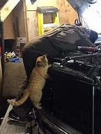 Image result for Couch Mechanic Cat