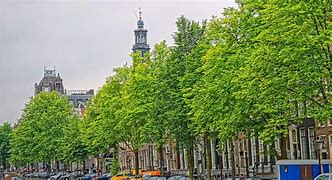 Image result for Trees of the Netherlands