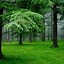 Image result for Green Nature iPhone Wallpaper