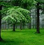 Image result for All Green Wallpaper