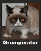 Image result for Grumpy Cat Meme PFP
