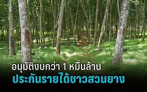 Image result for สวน ยาง