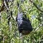 Image result for Giant Bat Found