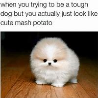 Image result for Pinterest Funny Animal Memes