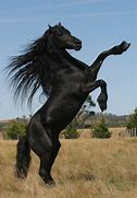 Image result for Horse HD Picture Stand Up