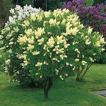 Image result for Syringa vulgaris Primrose